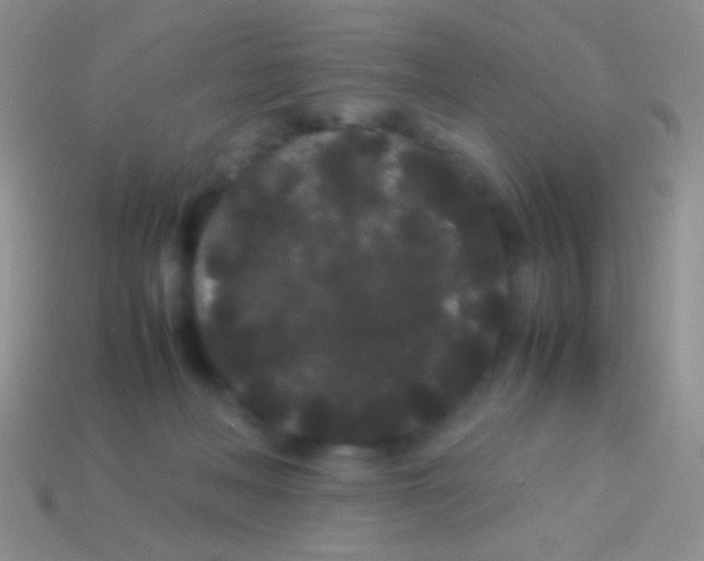X0000113620222200910162000