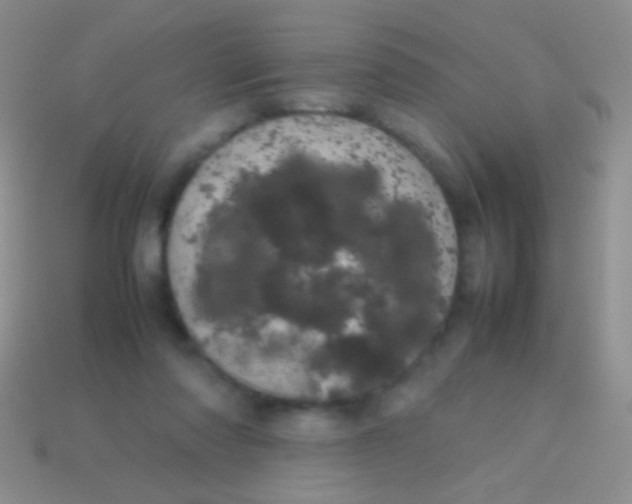 X0000113620310200910161959
