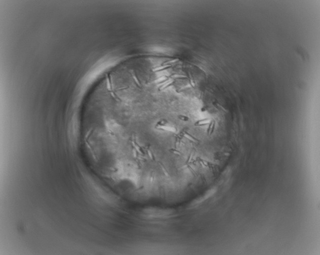 X0000113620343200910161958