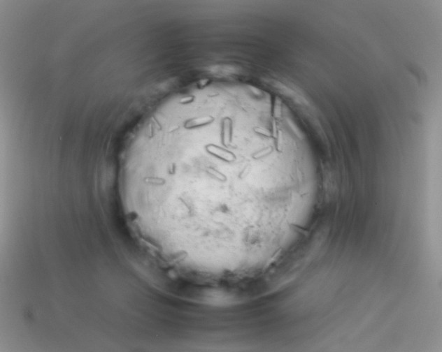 X0000113620365200910161958