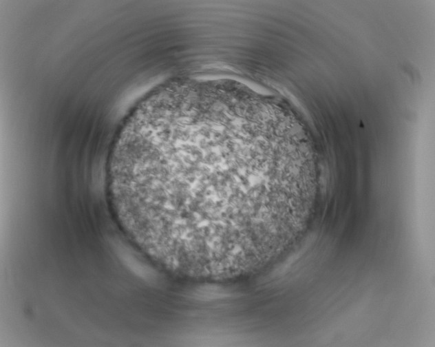 X0000113620390200910161958