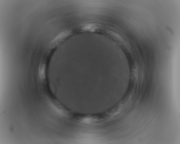 X0000113620504200910161956