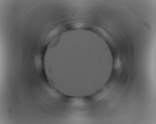 X0000113620524200910161956