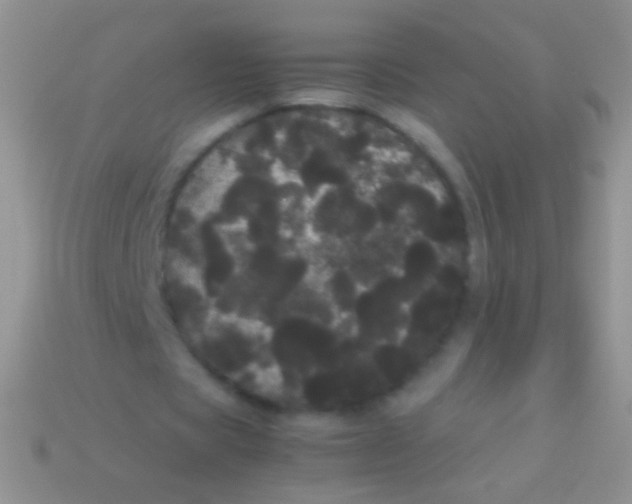 X0000113620529200910161955