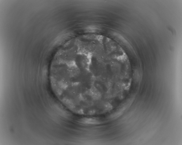 X0000113620557200910161955