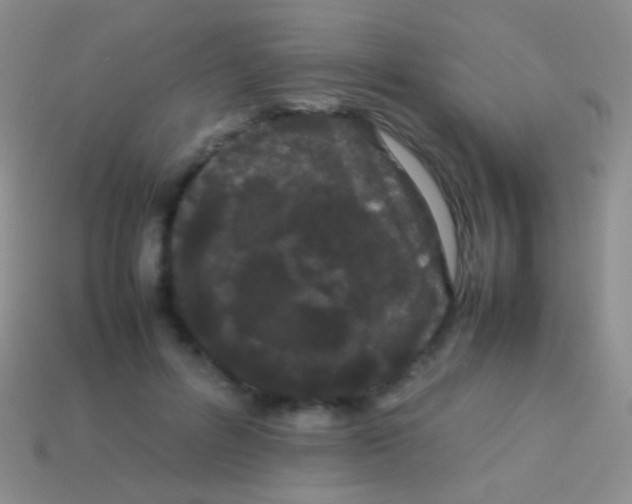 X0000113620600200910161955