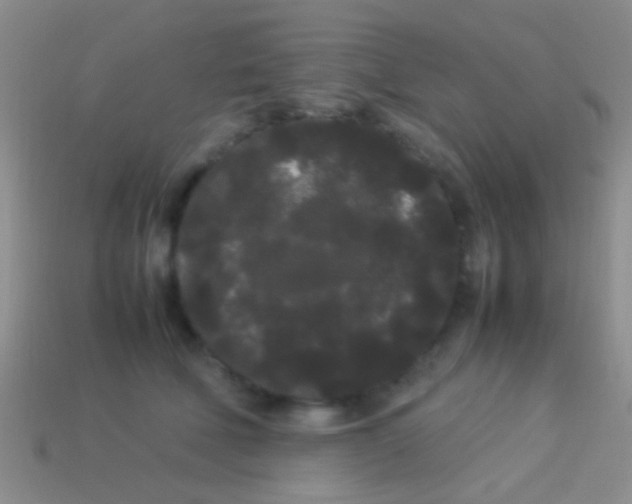 X0000113620610200910161954