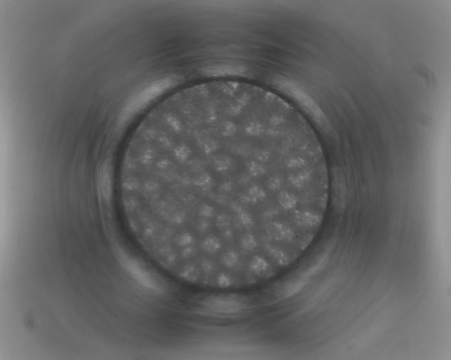 X0000113620631200910161953