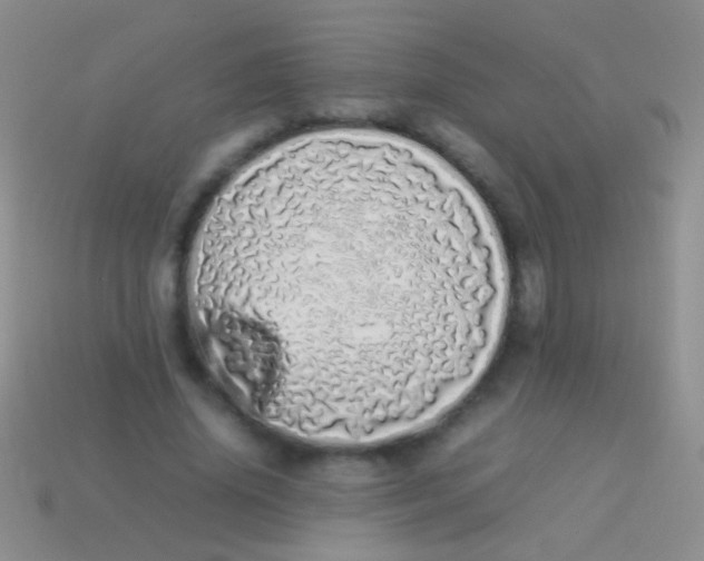 X0000113620636200910161954