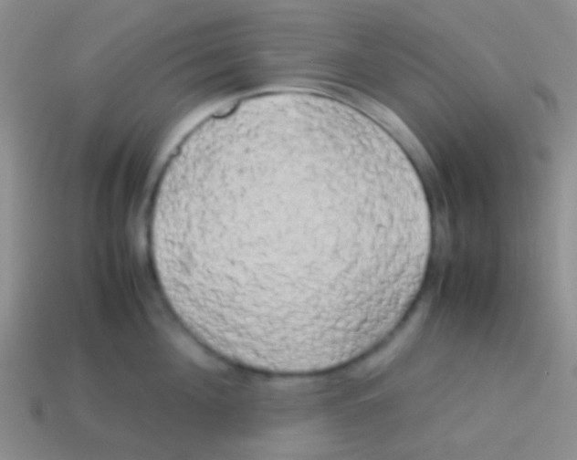 X0000113620908200910161950