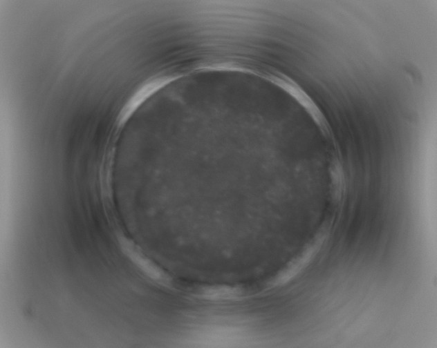 X0000113621002200910161948
