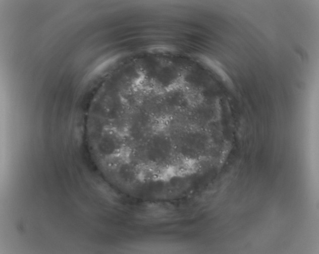 X0000113621015200910161948