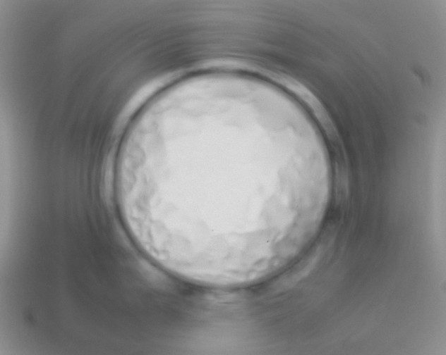 X0000113621199200910161945