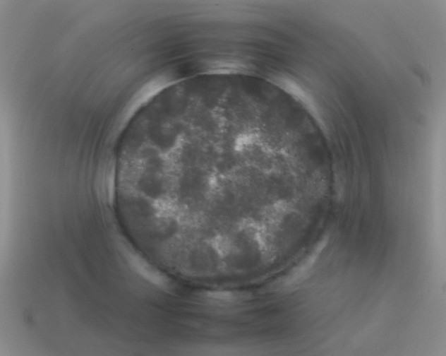 X0000113621227200910161945