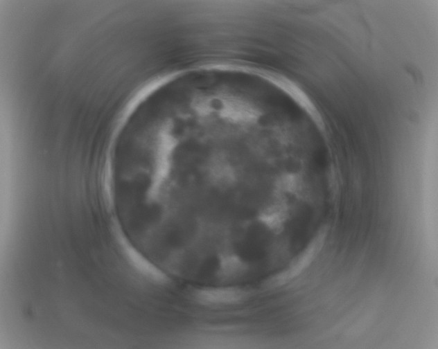 X0000113621247200910161945