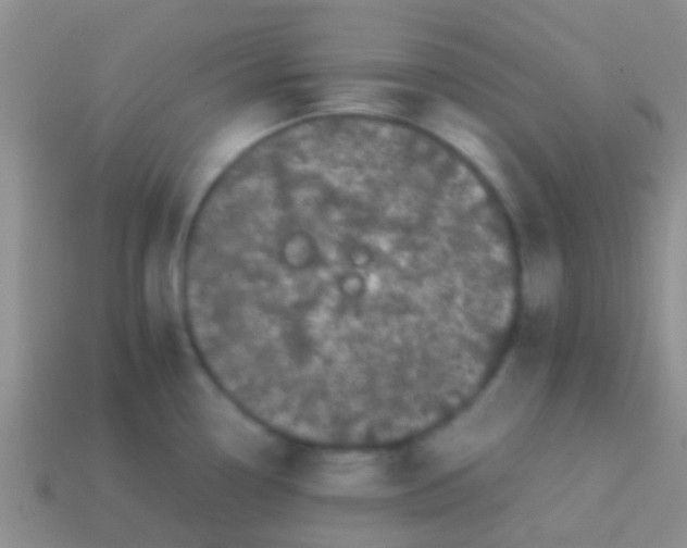 X0000113621338200910161944