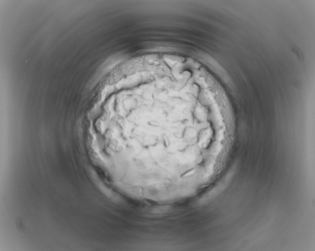 X0000113621425200910161942