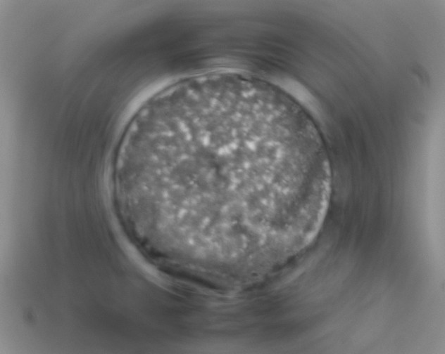 X0000113621431200910161942