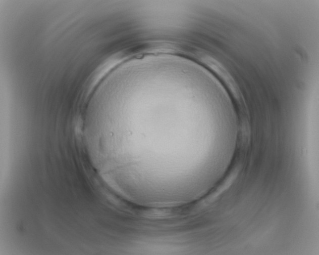 X0000113621481200910161941