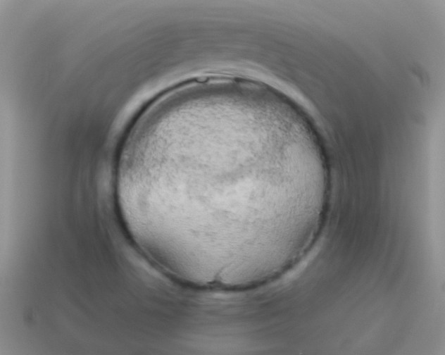 X0000113621506200910161940