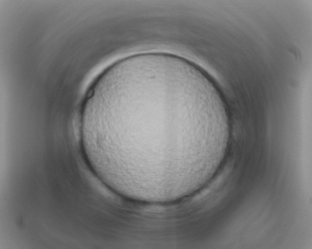 X0000113621510200910161940