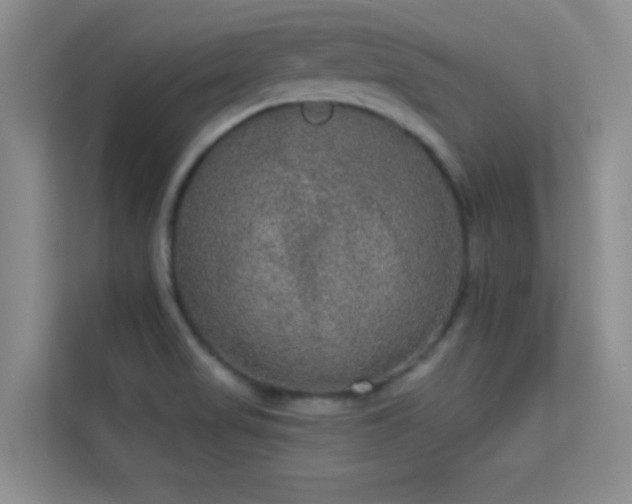 X0000113631517200909251210