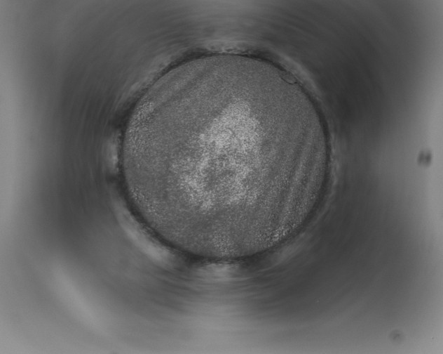 X0000113630065200910021902