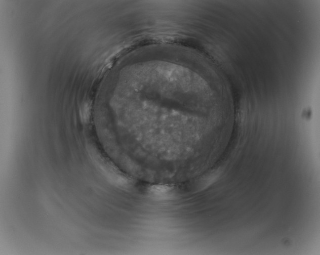 X0000113630139200910021901