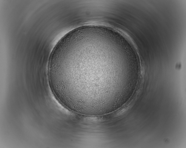 X0000113630855200910021850