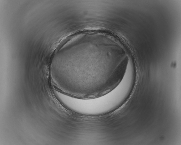 X0000113631353200910021842