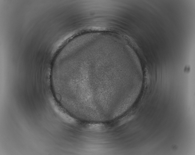 X0000113630446200910091559