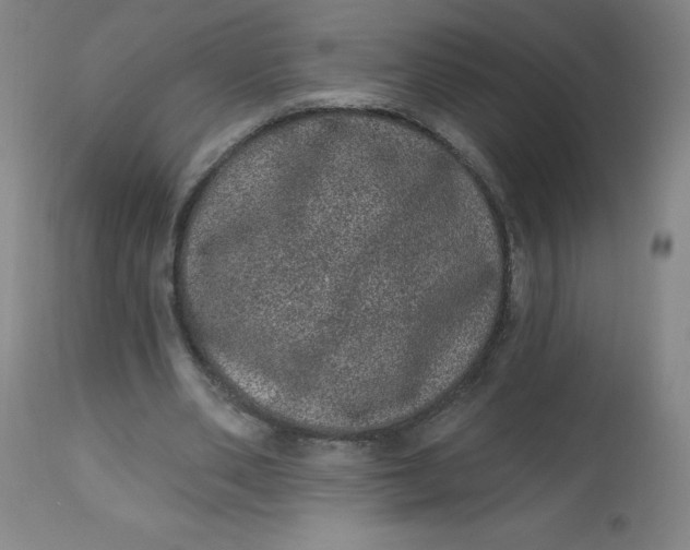 X0000113630486200910091559