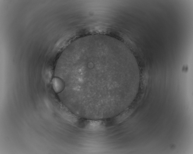 X0000113630709200910091556