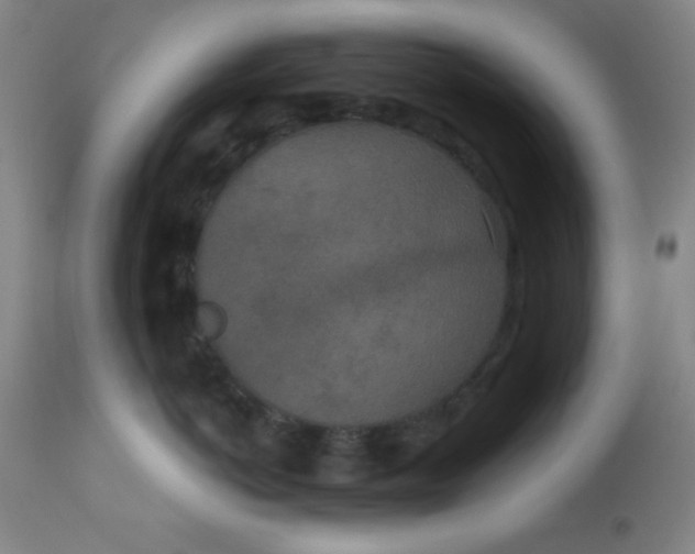 X0000113630766200910091556