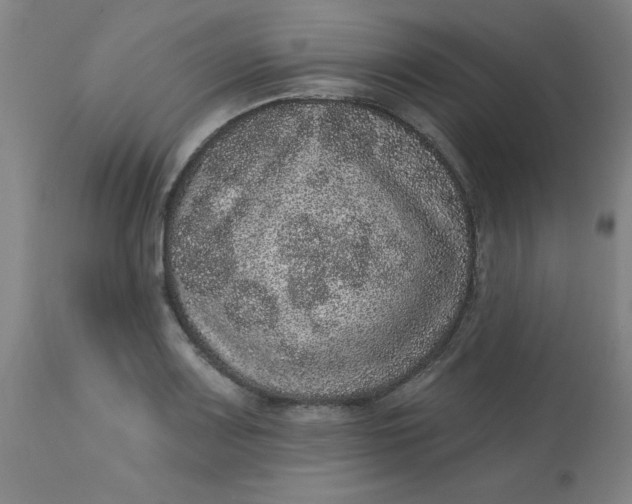 X0000113631083200910091550