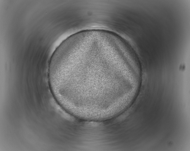 X0000113631374200910091545