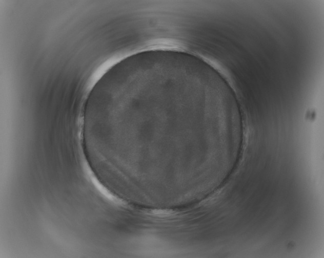 X0000113631383200910091545