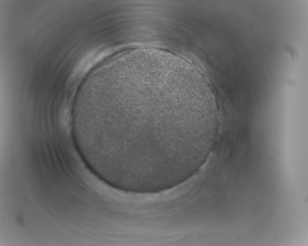 X0000113630002200910162026