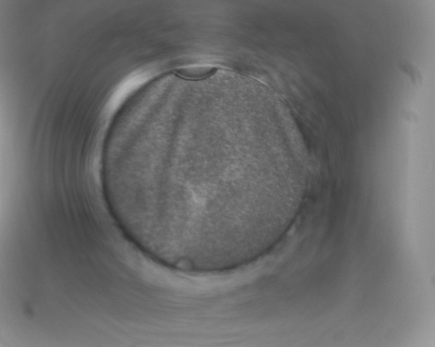 X0000113630006200910162025