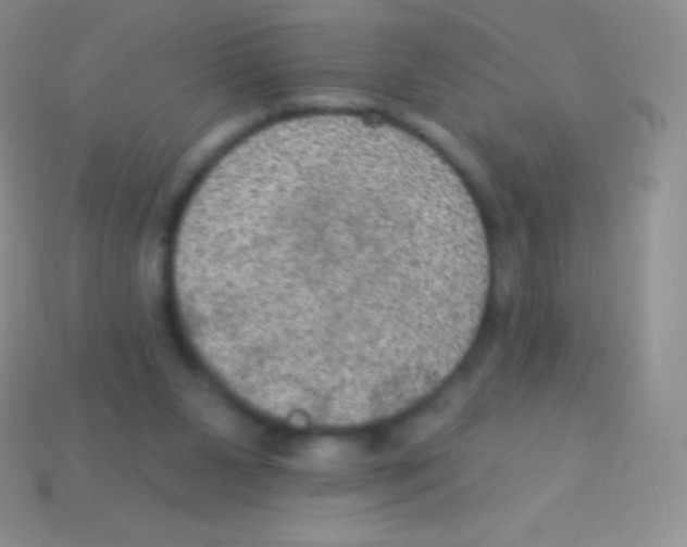 X0000113630111200910162024