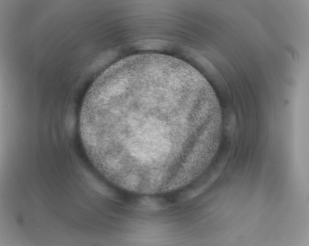 X0000113630261200910162022