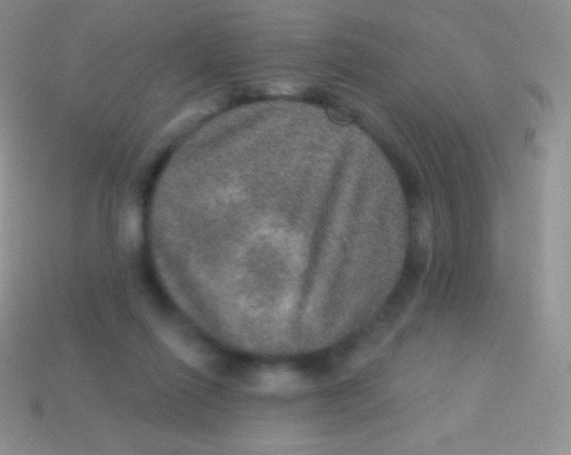 X0000113630262200910162022