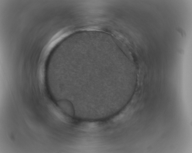 X0000113630295200910162021