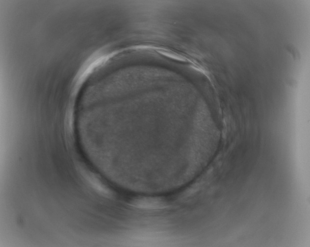 X0000113630296200910162021