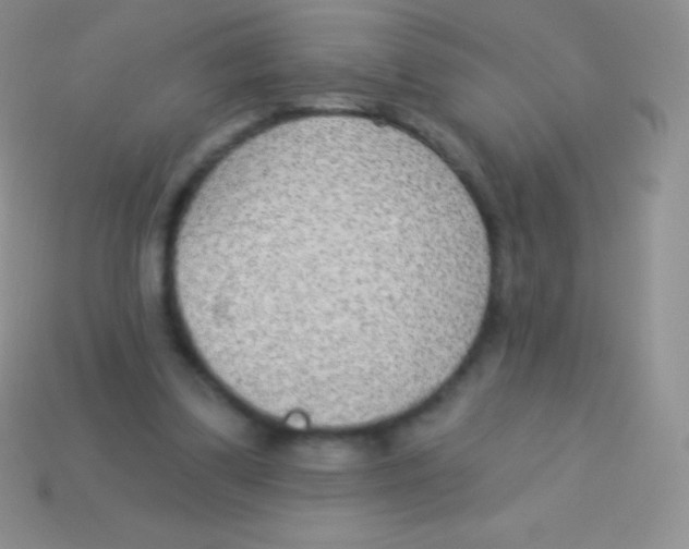 X0000113630299200910162021