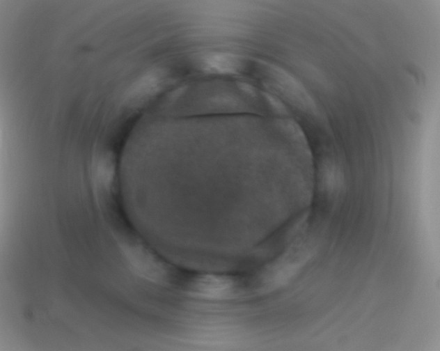 X0000113630328200910162021