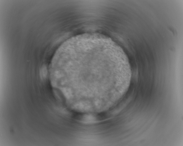 X0000113630335200910162021