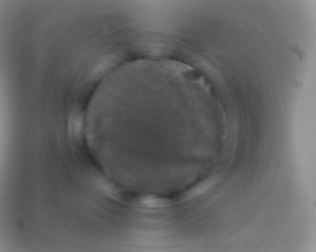 X0000113630336200910162021