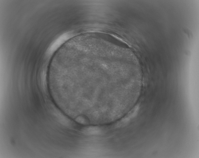 X0000113630341200910162020