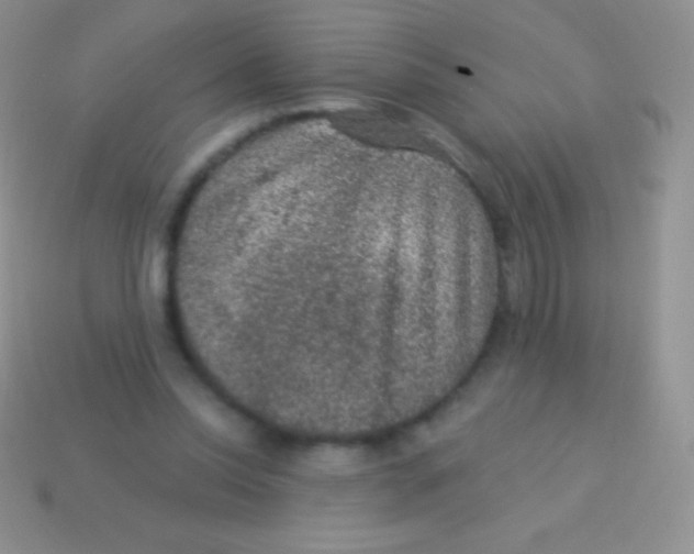 X0000113630350200910162020